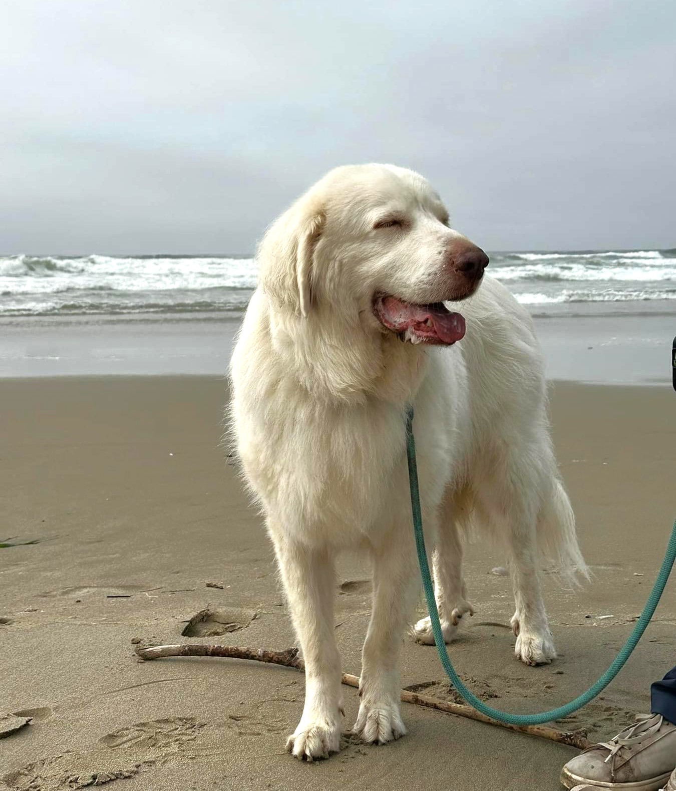 Blue Diamond, an adoptable Great Pyrenees in Eugene, OR, 97402 | Photo Image 19