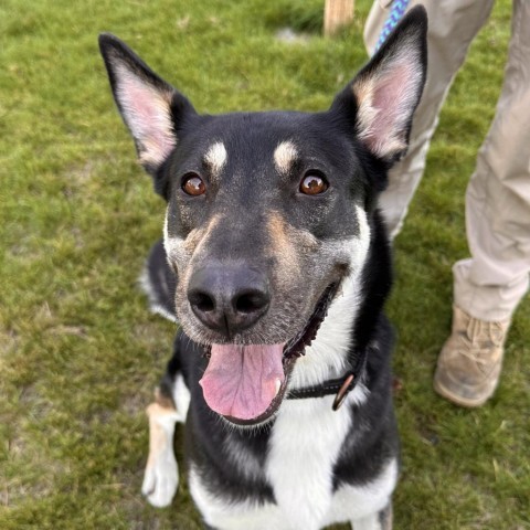 Marnie, an adoptable Mixed Breed in Spokane, WA, 99217 | Photo Image 1