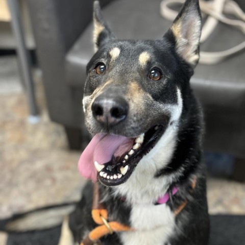 Marnie, an adoptable Mixed Breed in Spokane, WA, 99217 | Photo Image 2