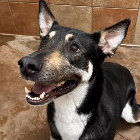 Marnie, an adoptable Mixed Breed in Spokane, WA, 99217 | Photo Image 5