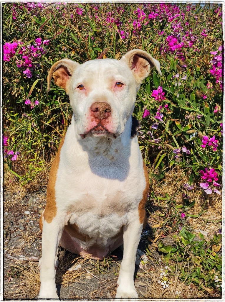 Ruby, an adoptable Pit Bull Terrier in Gold Beach, OR, 97444 | Photo Image 1