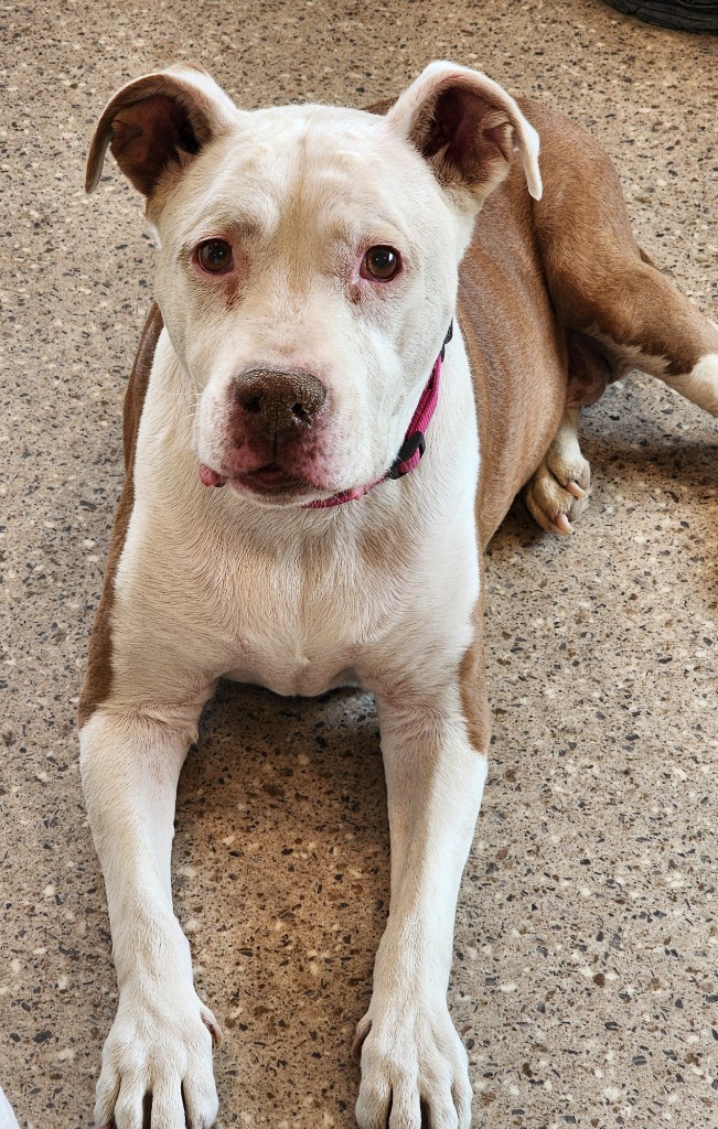 Ruby, an adoptable Pit Bull Terrier in Gold Beach, OR, 97444 | Photo Image 2