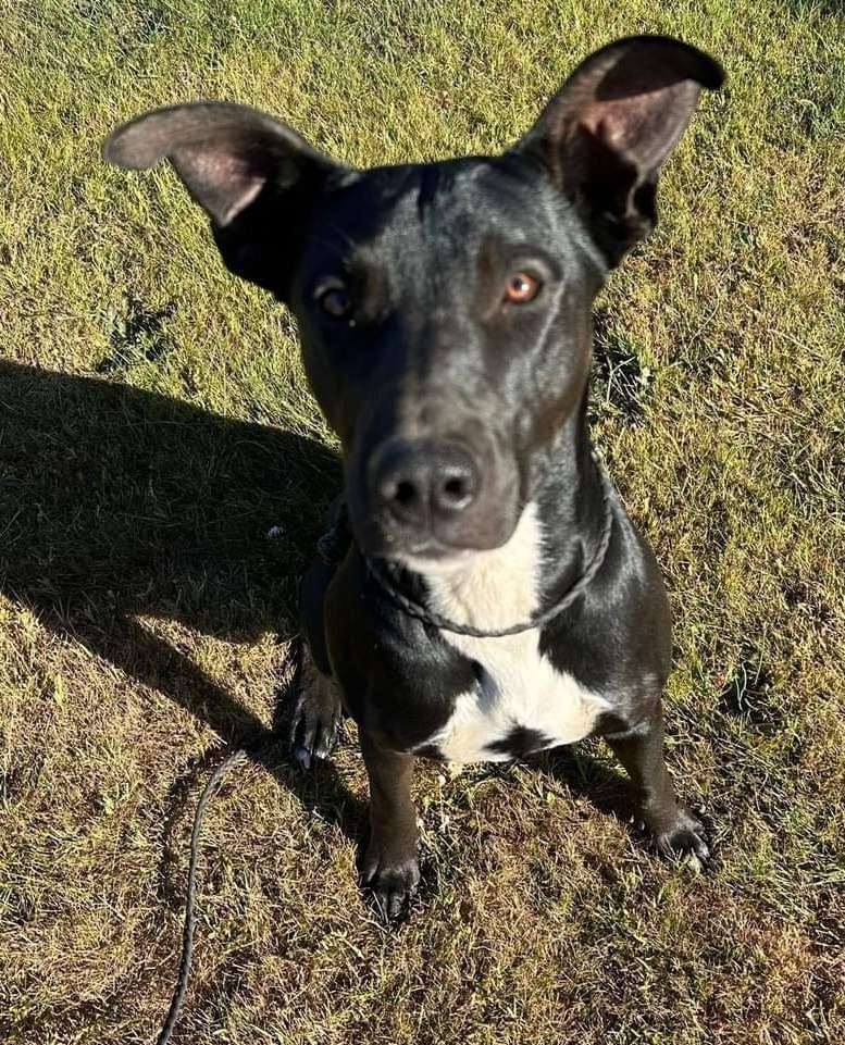 Ranger, an adoptable Labrador Retriever, Pit Bull Terrier in Gold Beach, OR, 97444 | Photo Image 1