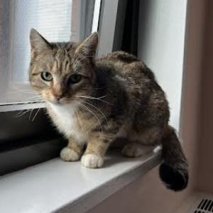 Mulberry (fka Tiger), Adult Female Domestic Short Hair