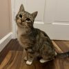 Mulberry (fka Tiger) photo 2