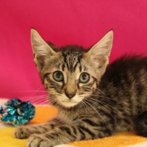 Cat For Adoption - Flip Flop, A Domestic Short Hair In South Elgin, Il 