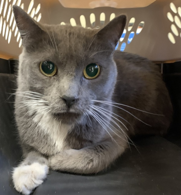 Popper, an adoptable Domestic Short Hair in Great Falls, MT, 59405 | Photo Image 1