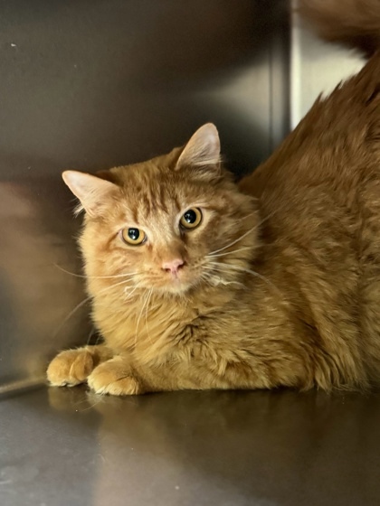 Armstrong, an adoptable Domestic Medium Hair, Domestic Short Hair in Moses Lake, WA, 98837 | Photo Image 1