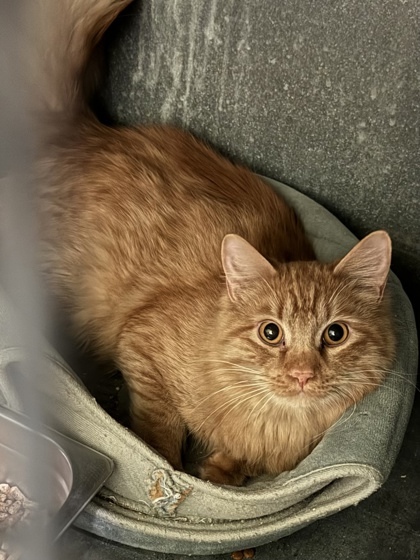 Armstrong, an adoptable Domestic Medium Hair, Domestic Short Hair in Moses Lake, WA, 98837 | Photo Image 2