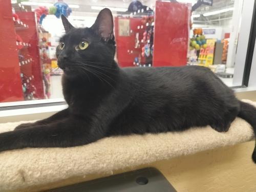 Nitro, an adoptable Domestic Short Hair in Parlier, CA, 93648 | Photo Image 1