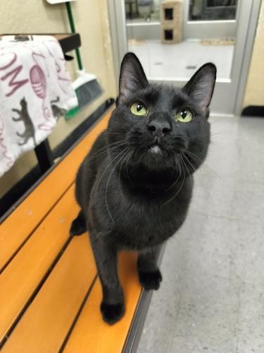 Nitro, an adoptable Domestic Short Hair in Parlier, CA, 93648 | Photo Image 3
