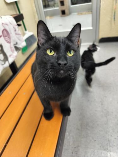 Nitro, an adoptable Domestic Short Hair in Parlier, CA, 93648 | Photo Image 4