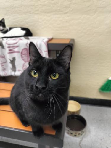 Nitro, an adoptable Domestic Short Hair in Parlier, CA, 93648 | Photo Image 5