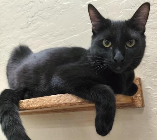 Nitro, an adoptable Domestic Short Hair in Parlier, CA, 93648 | Photo Image 6