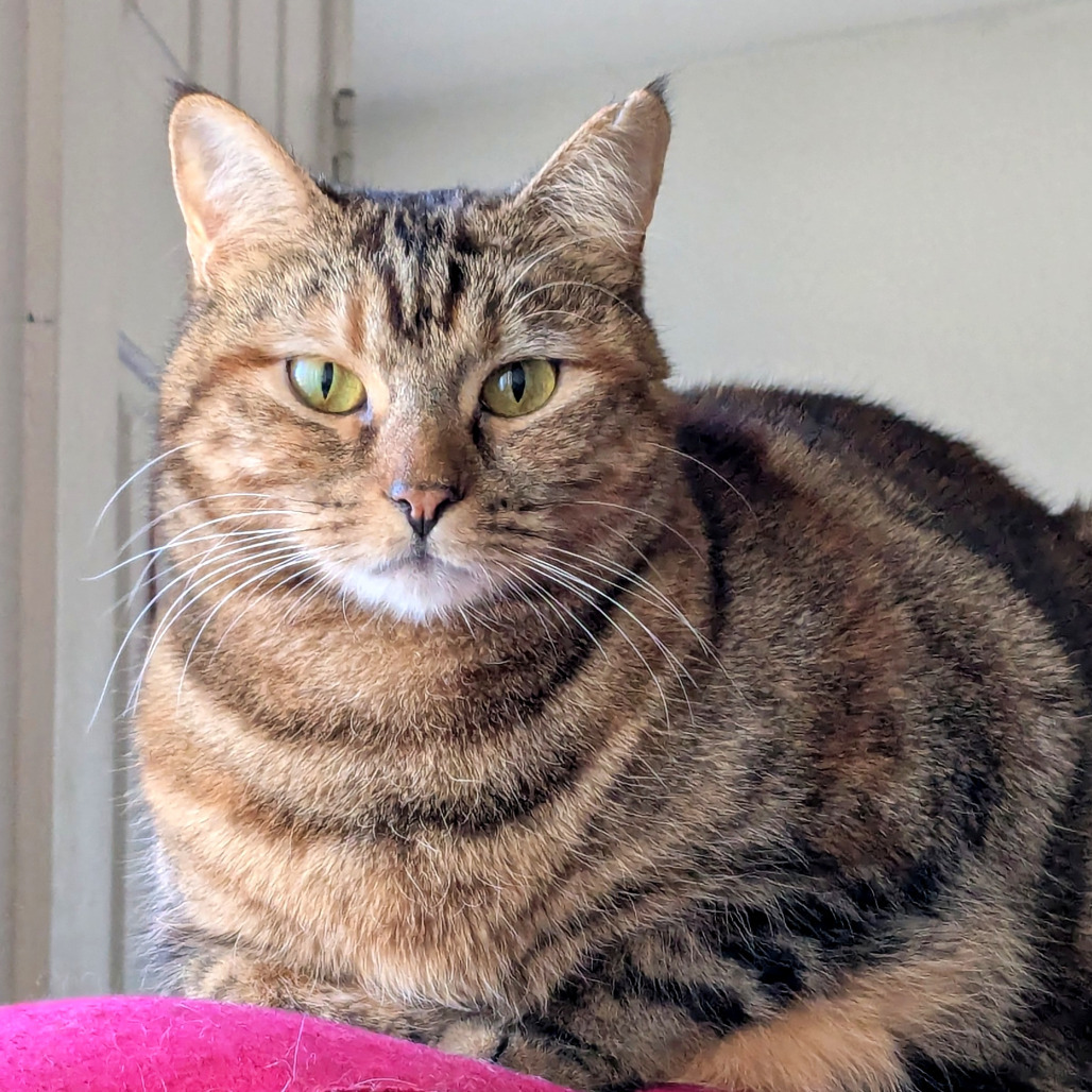 Olivia, an adoptable Domestic Short Hair in Prescott, AZ, 86304 | Photo Image 5