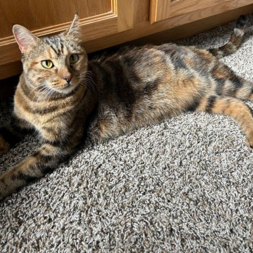Olivia, an adoptable Domestic Short Hair in Prescott, AZ, 86304 | Photo Image 7