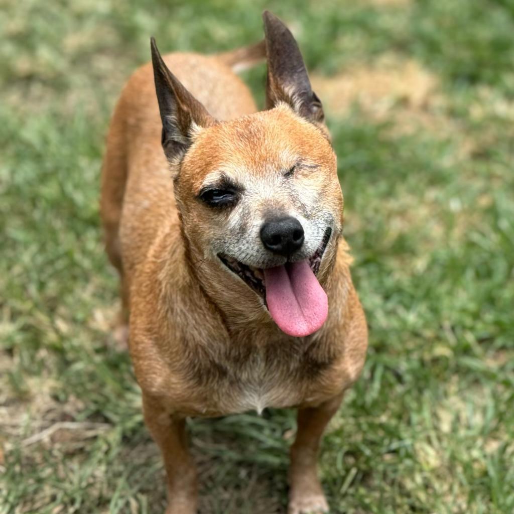 Tori, an adoptable Chihuahua in Keaau, HI, 96749 | Photo Image 1