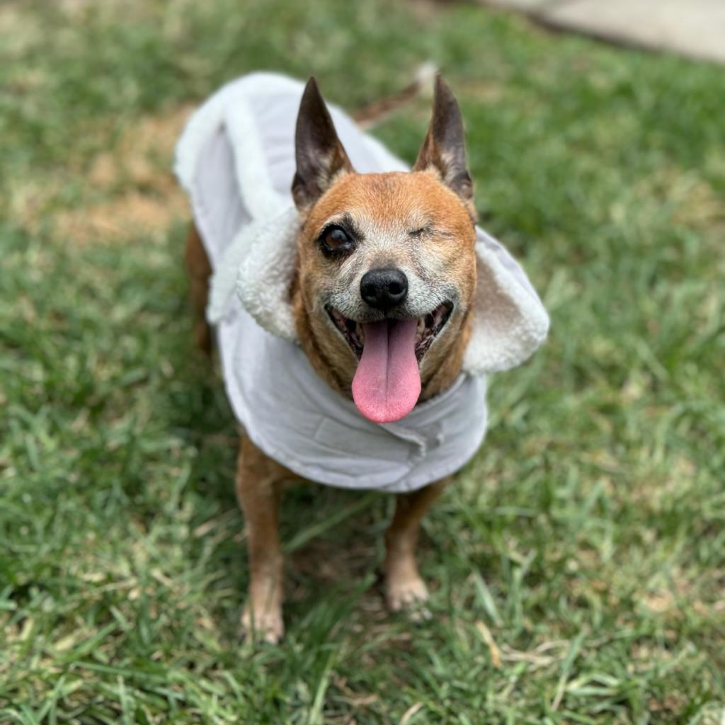 Tori, an adoptable Chihuahua in Keaau, HI, 96749 | Photo Image 2