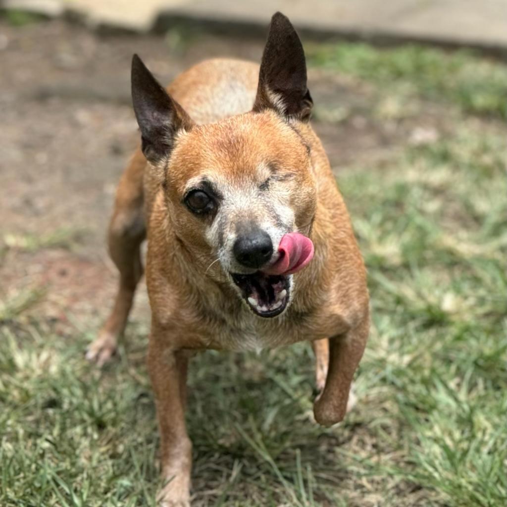 Tori, an adoptable Chihuahua in Keaau, HI, 96749 | Photo Image 3