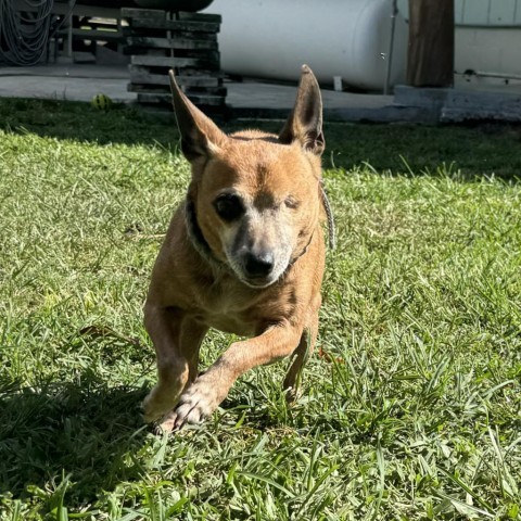 Tori, an adoptable Chihuahua in Keaau, HI, 96749 | Photo Image 4