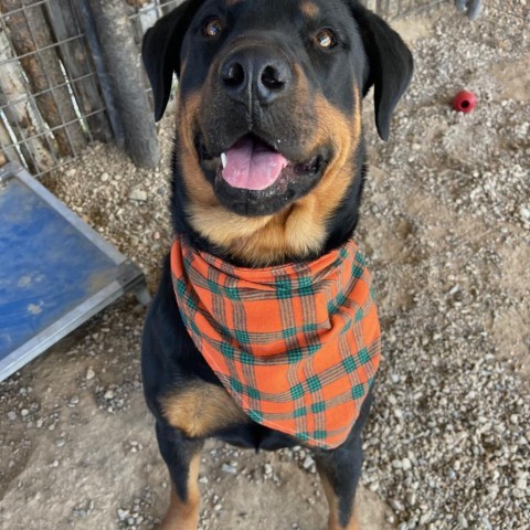 Pop Tart, an adoptable Rottweiler in Taos, NM, 87571 | Photo Image 1