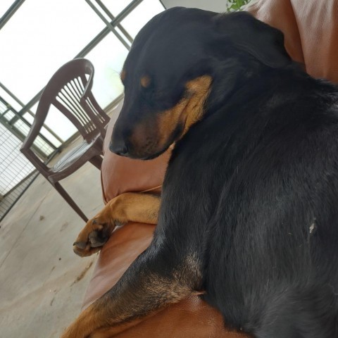 Pop Tart, an adoptable Rottweiler in Taos, NM, 87571 | Photo Image 2