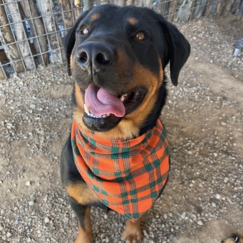 Pop Tart, an adoptable Rottweiler in Taos, NM, 87571 | Photo Image 2