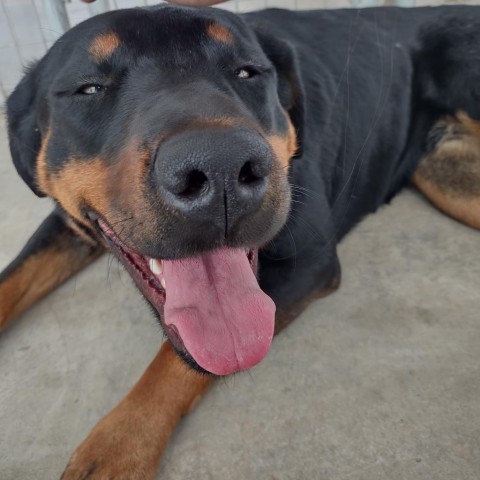 Pop Tart, an adoptable Rottweiler in Taos, NM, 87571 | Photo Image 3