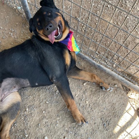 Pop Tart, an adoptable Rottweiler in Taos, NM, 87571 | Photo Image 3