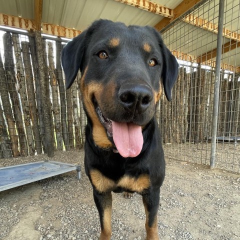 Pop Tart, an adoptable Rottweiler in Taos, NM, 87571 | Photo Image 4