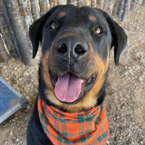 Pop Tart, an adoptable Rottweiler in Taos, NM, 87571 | Photo Image 4