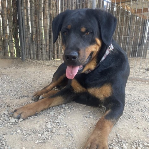 Pop Tart, an adoptable Rottweiler in Taos, NM, 87571 | Photo Image 5