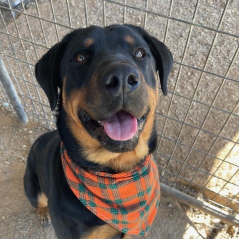 Pop Tart, an adoptable Rottweiler in Taos, NM, 87571 | Photo Image 5