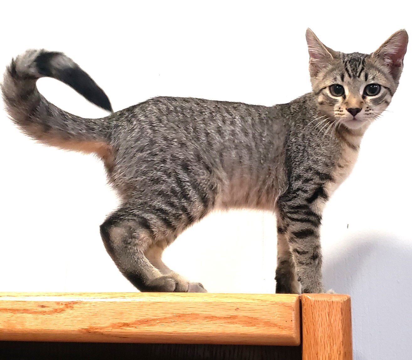 Tarka, an adoptable Domestic Short Hair, Tabby in Springfield, OR, 97475 | Photo Image 3