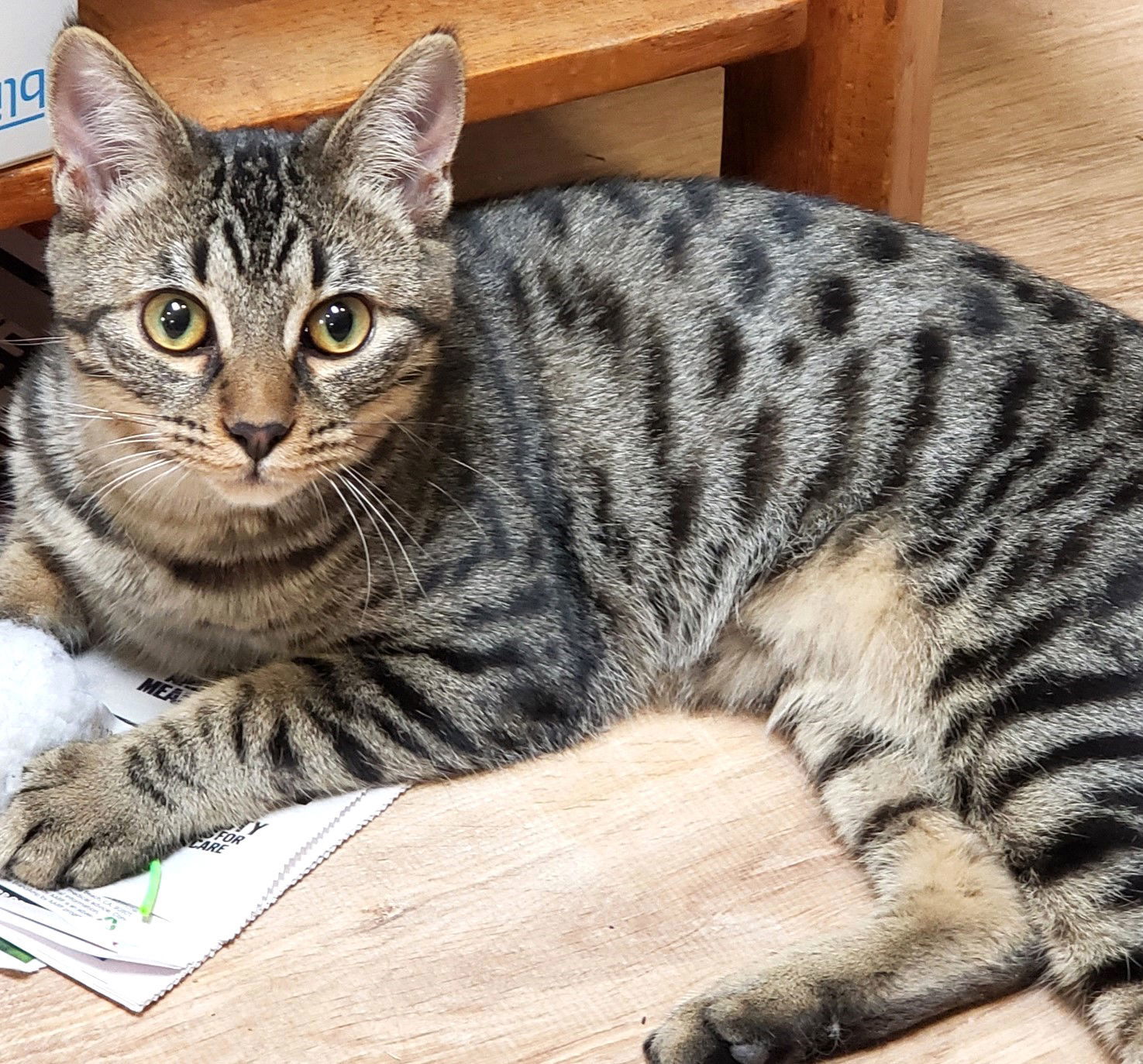 Star, an adoptable Domestic Short Hair, Tabby in Springfield, OR, 97475 | Photo Image 1