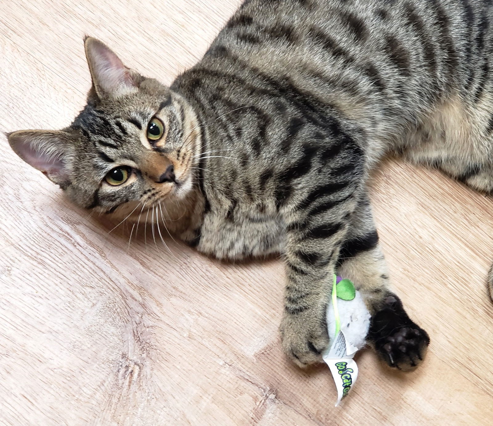 Star, an adoptable Domestic Short Hair, Tabby in Springfield, OR, 97475 | Photo Image 5