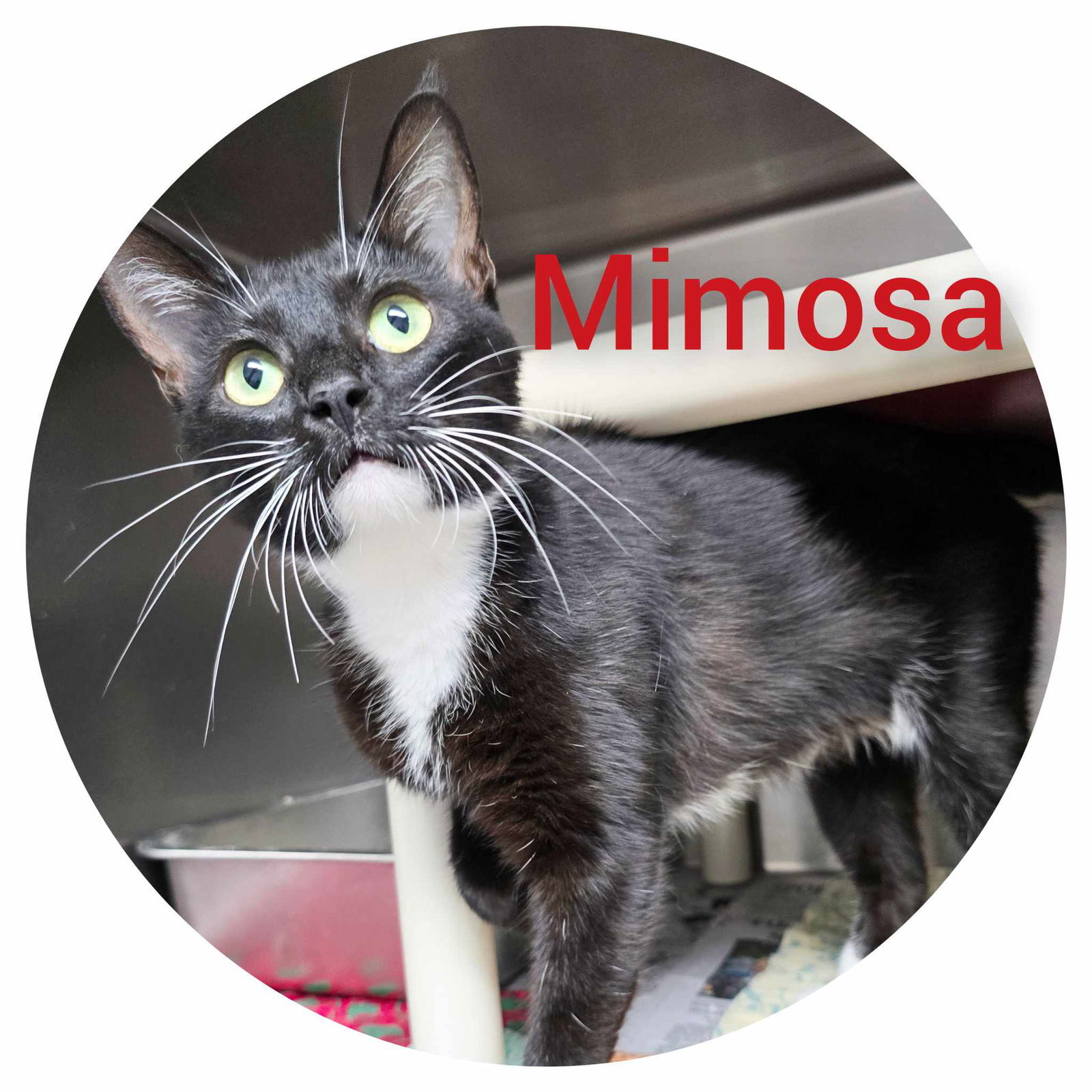 Mimosa