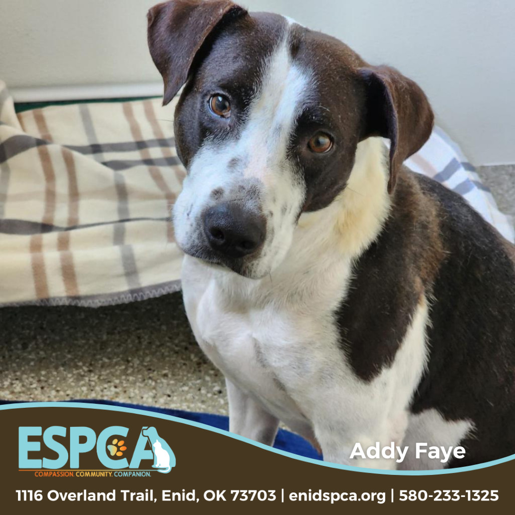 Addy Faye, an adoptable Terrier, Border Collie in Enid, OK, 73703 | Photo Image 1