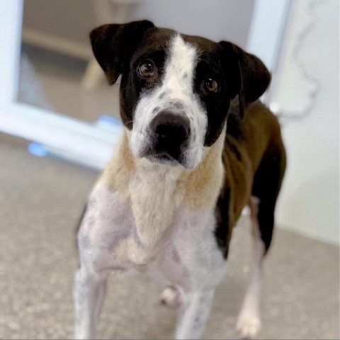 Addy Faye, an adoptable Terrier, Border Collie in Enid, OK, 73703 | Photo Image 3