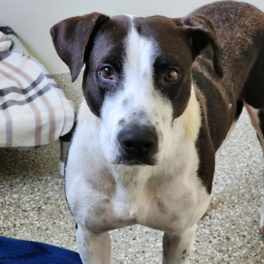 Addy Faye, an adoptable Terrier, Border Collie in Enid, OK, 73703 | Photo Image 3