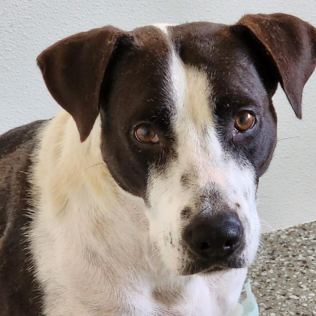 Addy Faye, an adoptable Terrier, Border Collie in Enid, OK, 73703 | Photo Image 4