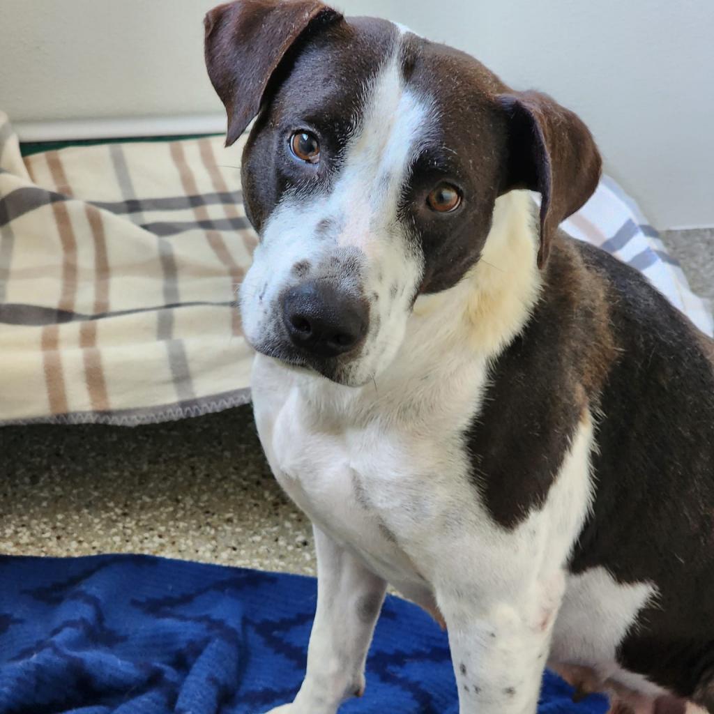 Addy Faye, an adoptable Terrier, Border Collie in Enid, OK, 73703 | Photo Image 5