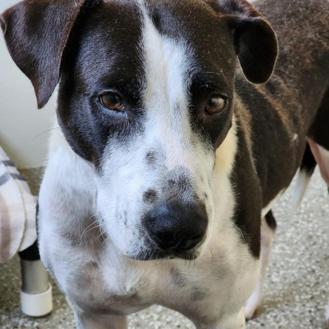 Addy Faye, an adoptable Terrier, Border Collie in Enid, OK, 73703 | Photo Image 6