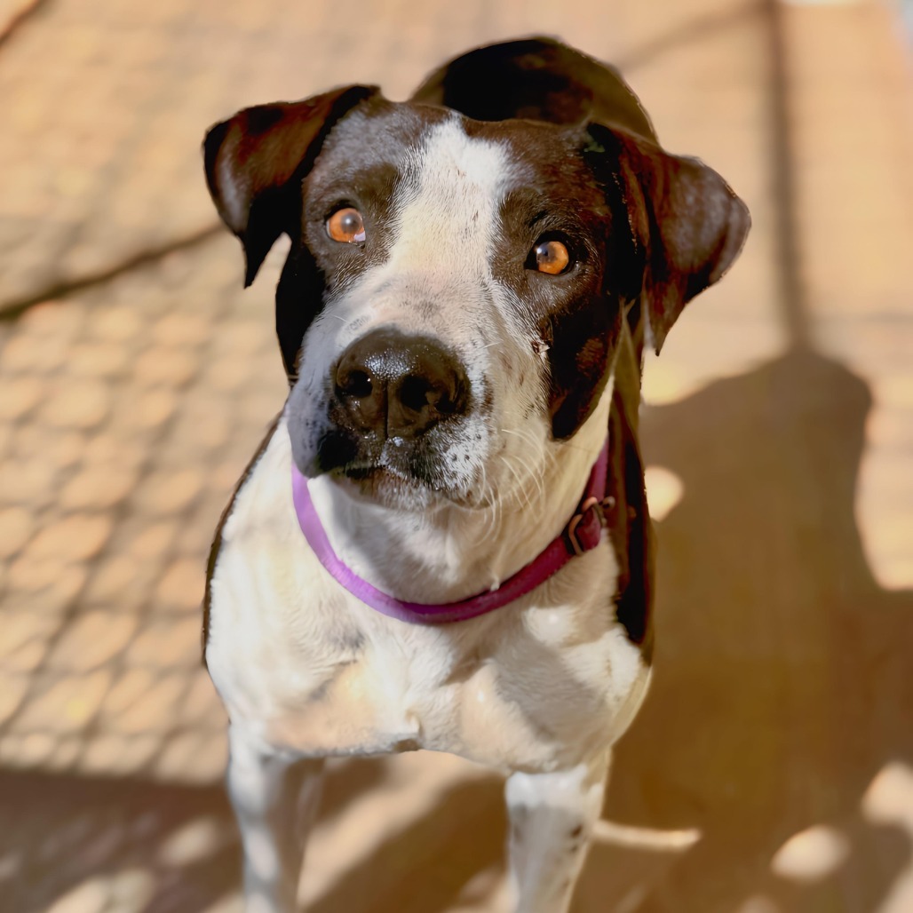Addy Faye, an adoptable Terrier, Border Collie in Enid, OK, 73703 | Photo Image 6