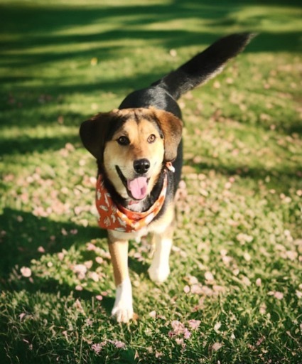 Damon, an adoptable Beagle, Foxhound in Dalton, GA, 30721 | Photo Image 4