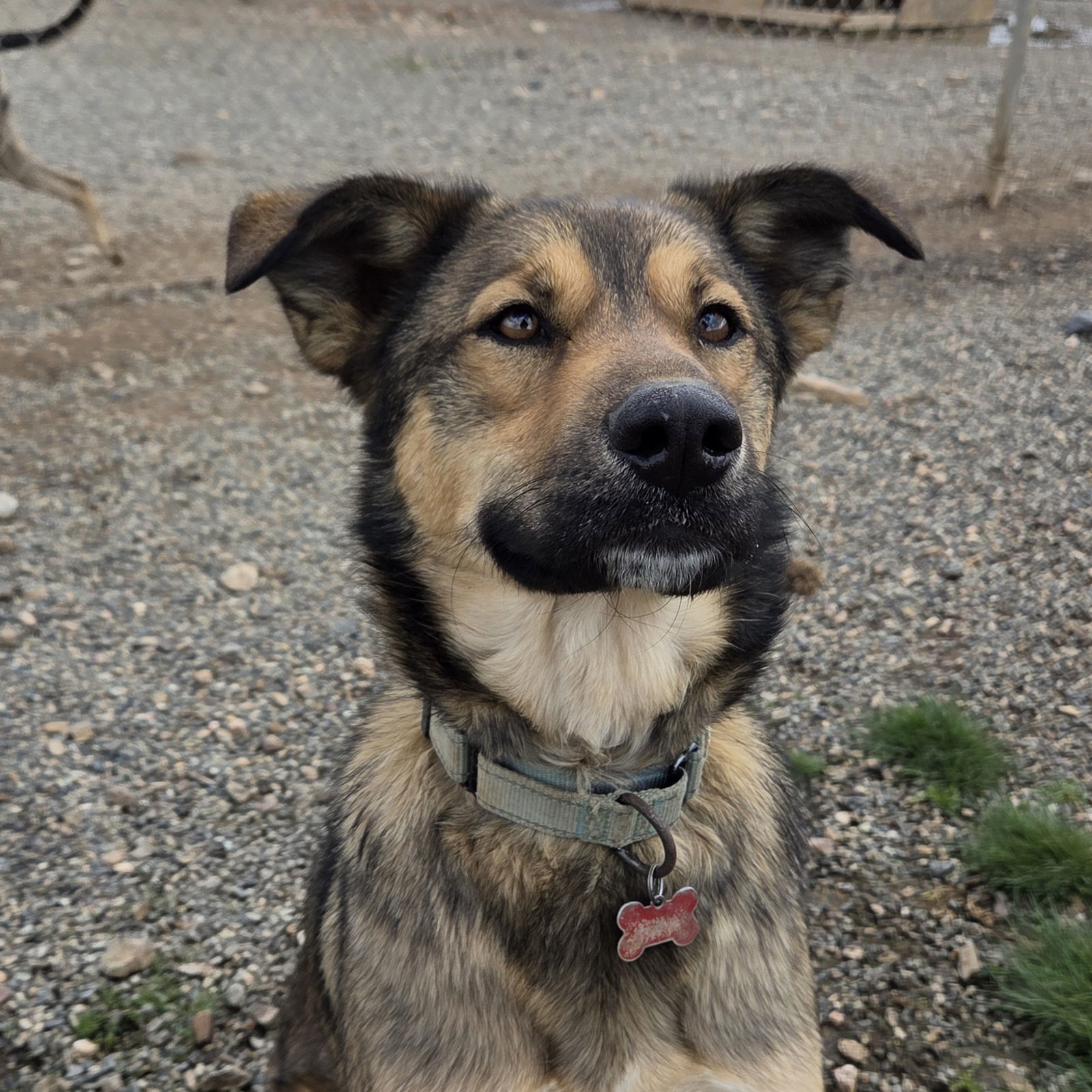 Canelo, an adoptable Shepherd in Yreka, CA, 96097 | Photo Image 1