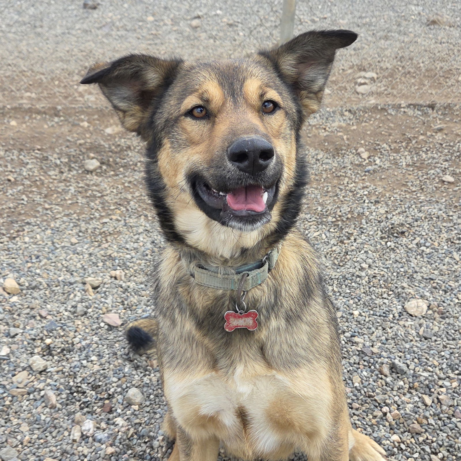 Canelo, an adoptable Shepherd in Yreka, CA, 96097 | Photo Image 2