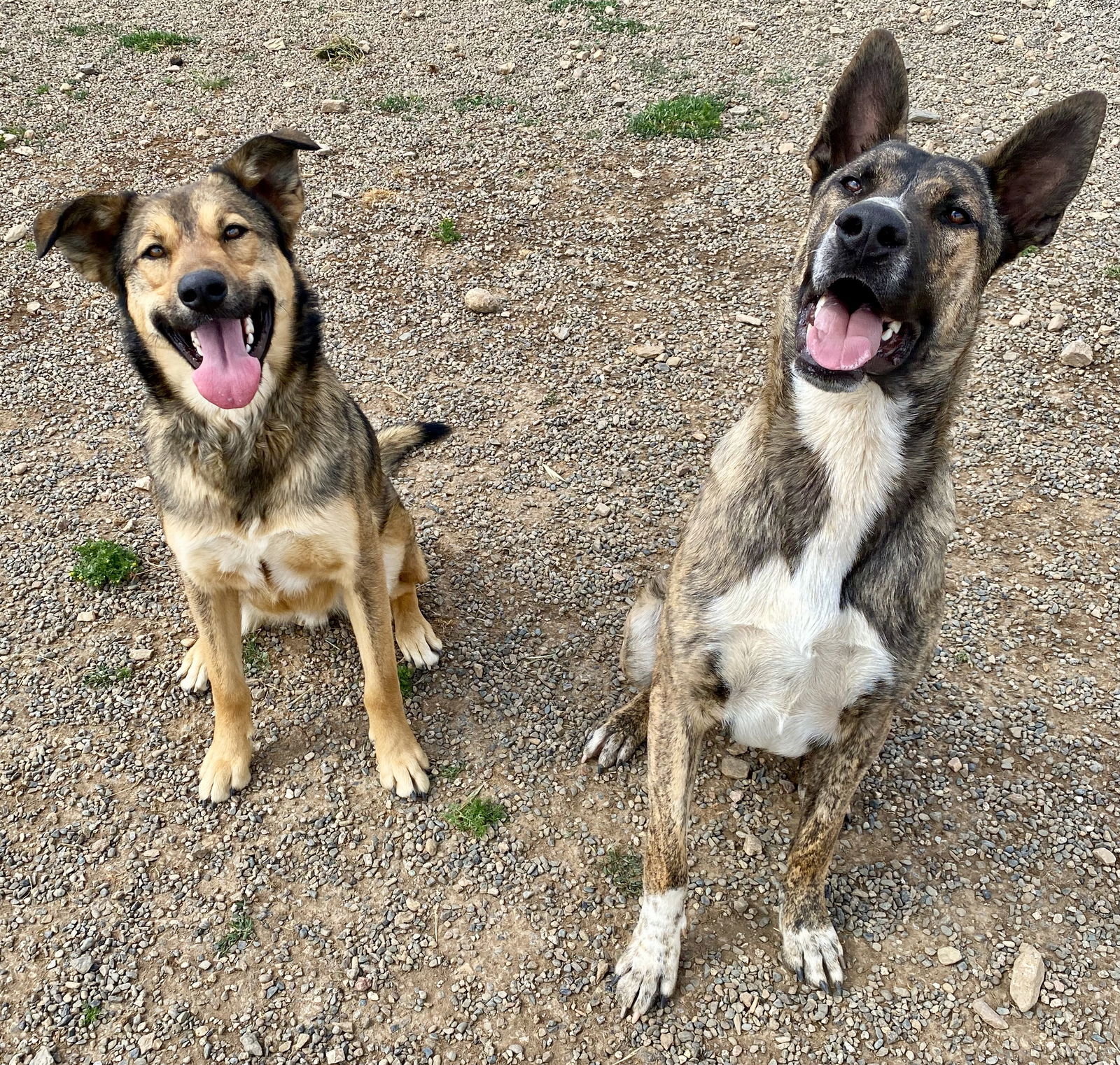 Canelo, an adoptable Shepherd in Yreka, CA, 96097 | Photo Image 2