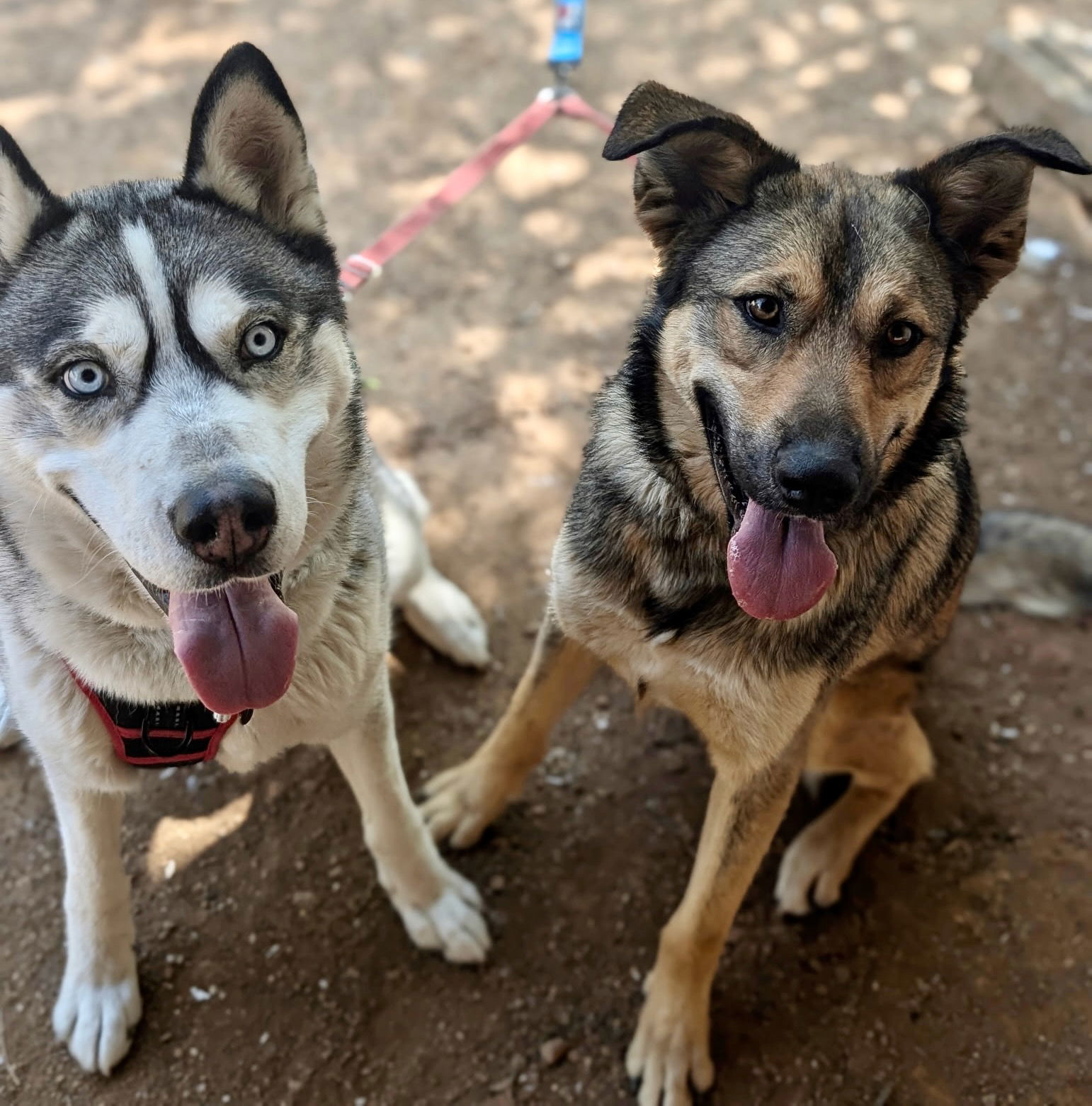 Canelo, an adoptable Shepherd in Yreka, CA, 96097 | Photo Image 2