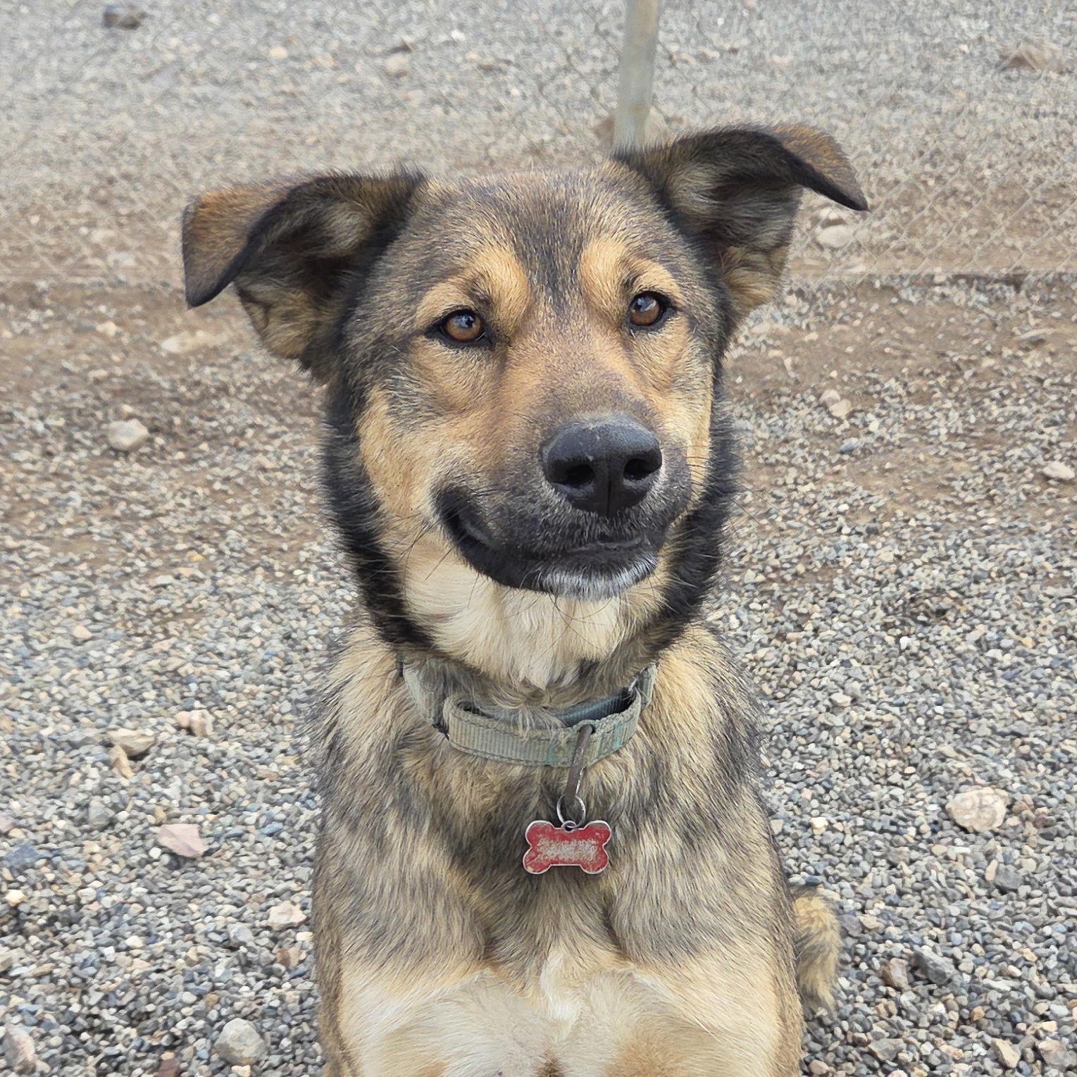 Canelo, an adoptable Shepherd in Yreka, CA, 96097 | Photo Image 3
